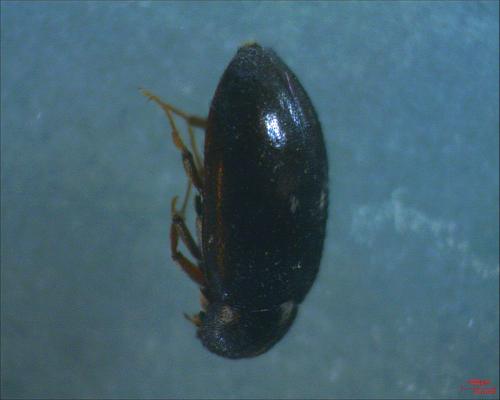 Réf. 198 633 : Attagenus pellio